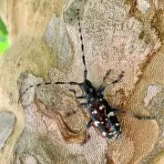 ヒロ
