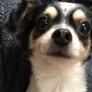 ゆりぱんの画像