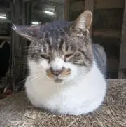 さんちゃんの画像