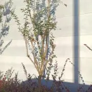 natural♥の画像