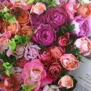 rosa