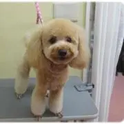あみかんの画像