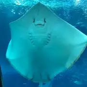 LTAの画像