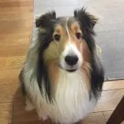 ハルポンの画像