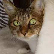 ふぁー