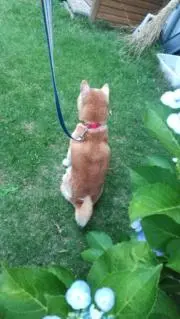 shiba88