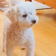 ちぷたんの画像