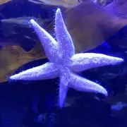 Pinoの画像