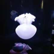 raincoll