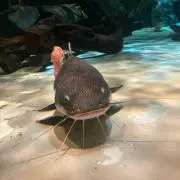 na