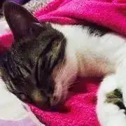 ゆんころ プロフィール必見！！の画像