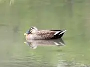 むら