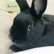 moka