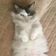 SUMOMOの画像