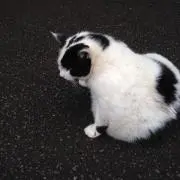 Daiの画像