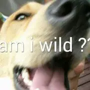 モモママ