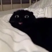 Hello!