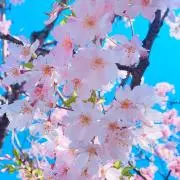 にこちゃん