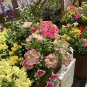 Optimusの画像