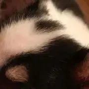 あぼんの画像