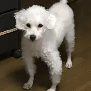 kumanomikun