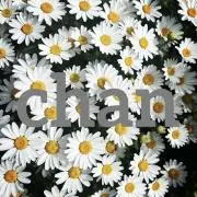 chanの画像