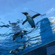 すもももの画像