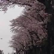 Ｄainamama