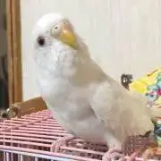 KP ★