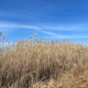 ペンギン