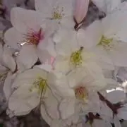 P＊の画像