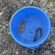 しゅっの画像