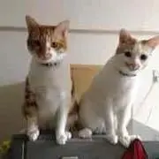 くま。
