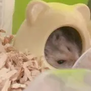 こまめの画像