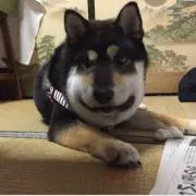 プクちゃんの画像