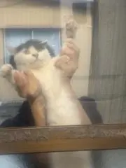 かなの画像