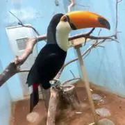 こたまるの画像