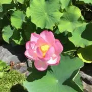 プロフ必読!まつよめの画像