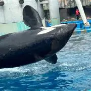 aknの画像
