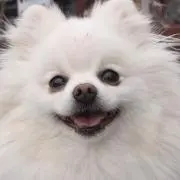 rui