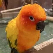 ハッピーターンの画像