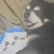 ぺも