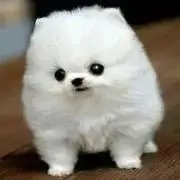 ぼのぼの