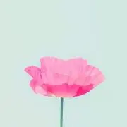 みにまりの画像
