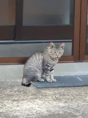 トントン(-⊡ω⊡)の画像