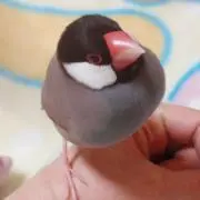 ゆきちゃんの画像