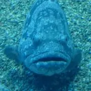 14Rの画像