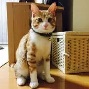 ねこ太