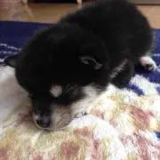 柴レオ