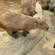 カピの画像